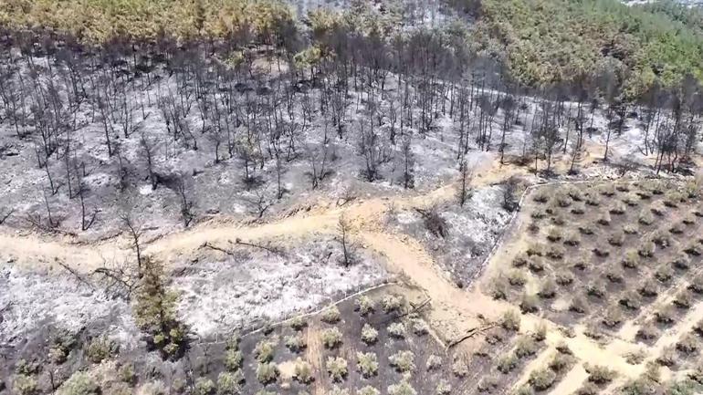 Video Haber | Ormanlarda yangın tehlikesi henüz geçmiş değil