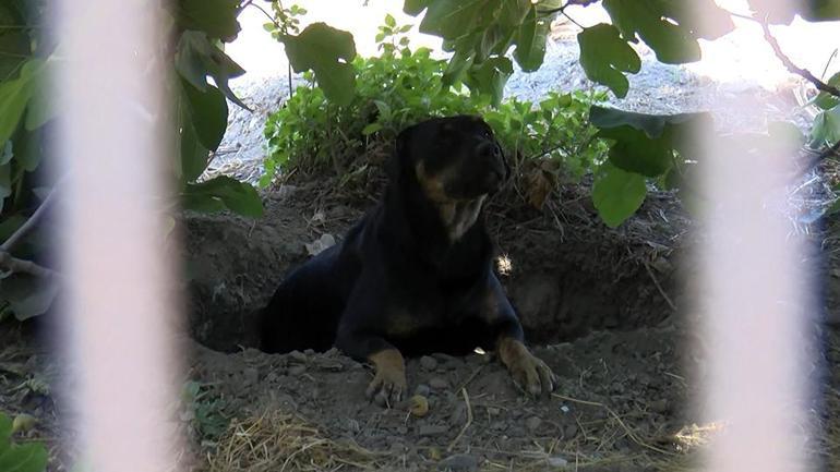 VİDEO | Fatihte saldırgan sokak köpeği dehşeti: 1 ölü