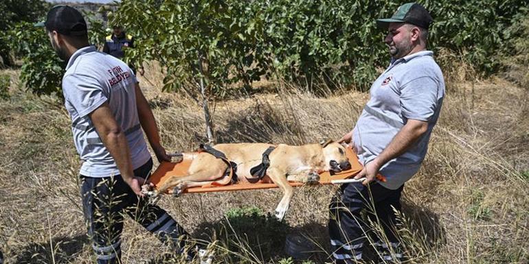 Bir vatandaş feci şekilde hayatını kaybetmişti: Fatih Belediyesi sahipsiz köpekleri topluyor