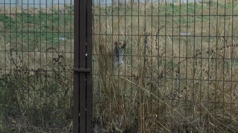 Fatih Belediyesi saldırgan köpekleri topluyor