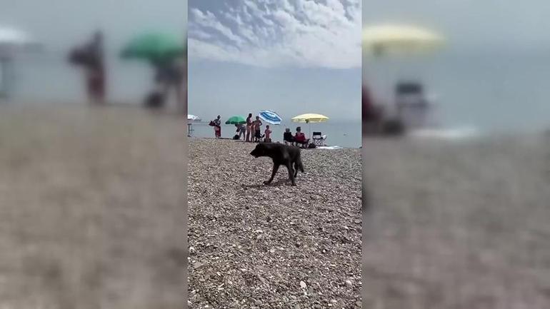 Edremitte köpek toplama gerilimi | VİDEO