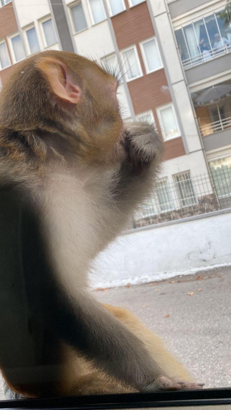 Çorumda maymun firarda Önce saldırdı sonra kaçtı...