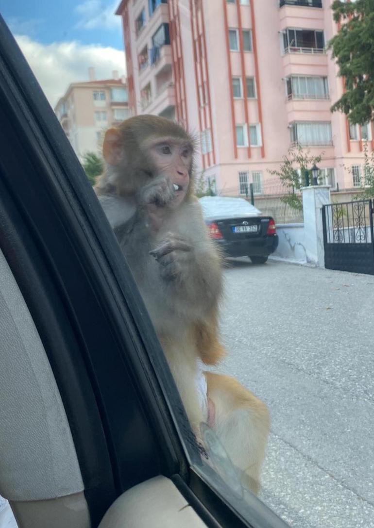 Çorumda maymun firarda Önce saldırdı sonra kaçtı...