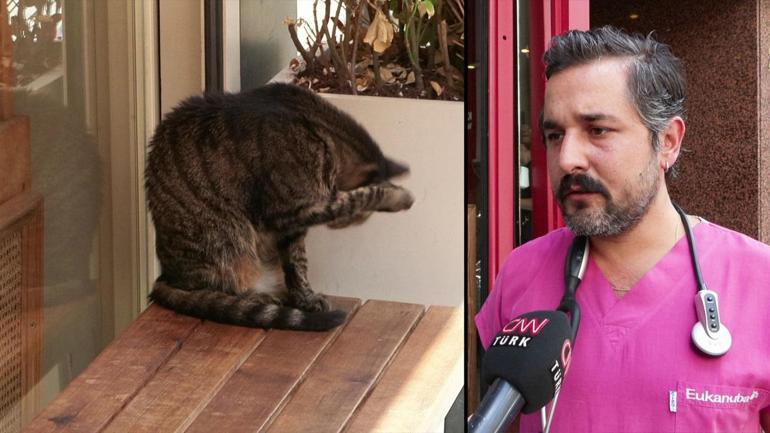 İstanbul Kadıköy’de 15 kedi zehirlenerek öldü