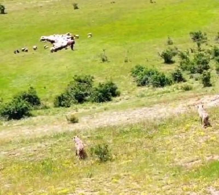 Erzincanda kurtlar sürüye, dronlu çoban kurtlara pusu attı | Video Haber