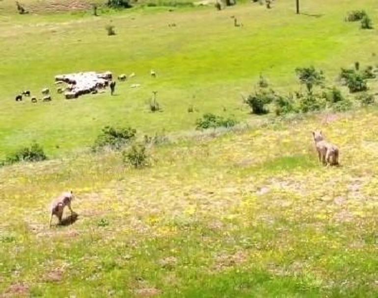 Erzincanda kurtlar sürüye, dronlu çoban kurtlara pusu attı | Video Haber