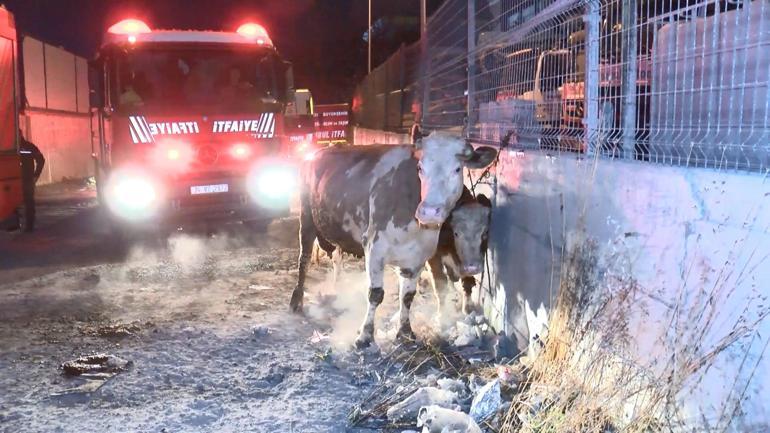 İstanbulda ahır yangını: Çok sayıda hayvan telef oldu | Video Haber