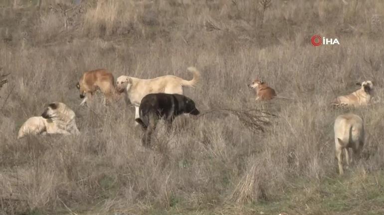 Ankarada başıboş köpek saldırısı