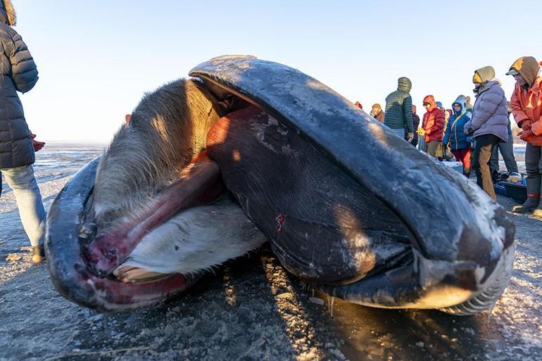 Alaska’da karaya vuran dev Fin balinası şaşkınlık yarattı | Video Haber