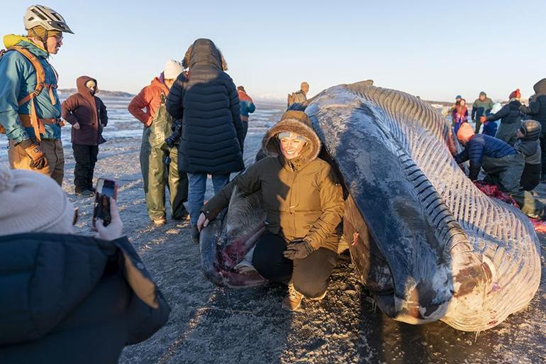 Alaska’da karaya vuran dev Fin balinası şaşkınlık yarattı | Video Haber