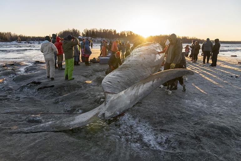 Alaska’da karaya vuran dev Fin balinası şaşkınlık yarattı | Video Haber