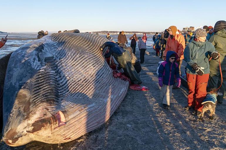 Alaska’da karaya vuran dev Fin balinası şaşkınlık yarattı | Video Haber