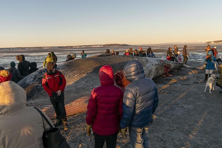 Alaska’da karaya vuran dev Fin balinası şaşkınlık yarattı | Video Haber