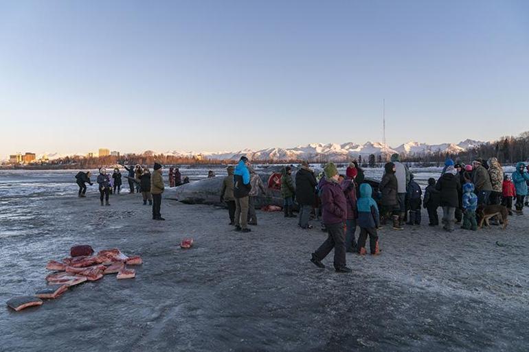 Alaska’da karaya vuran dev Fin balinası şaşkınlık yarattı | Video Haber