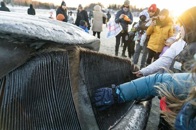 Alaska’da karaya vuran dev Fin balinası şaşkınlık yarattı | Video Haber