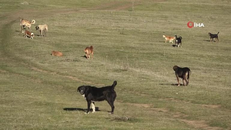 Samsun’da mahallelinin köpek endişesi