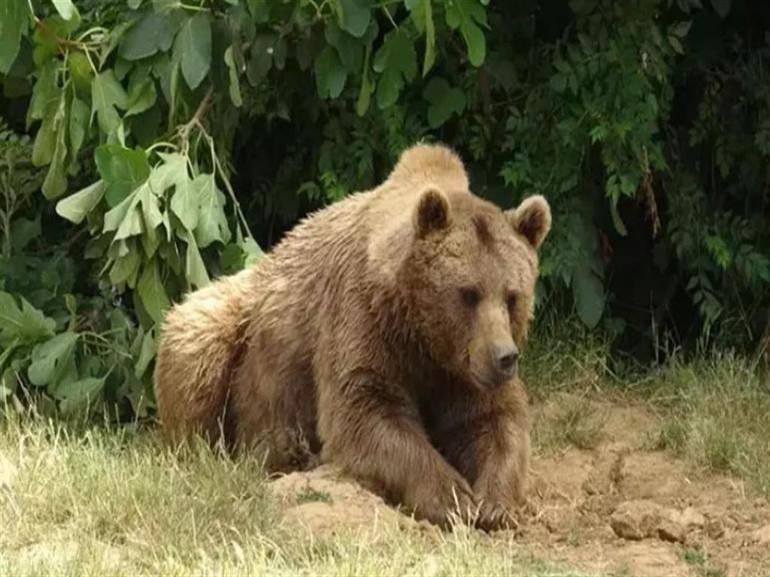 Bursada barınaktan kaçan bozayı, 8 gün sonra yakalandı