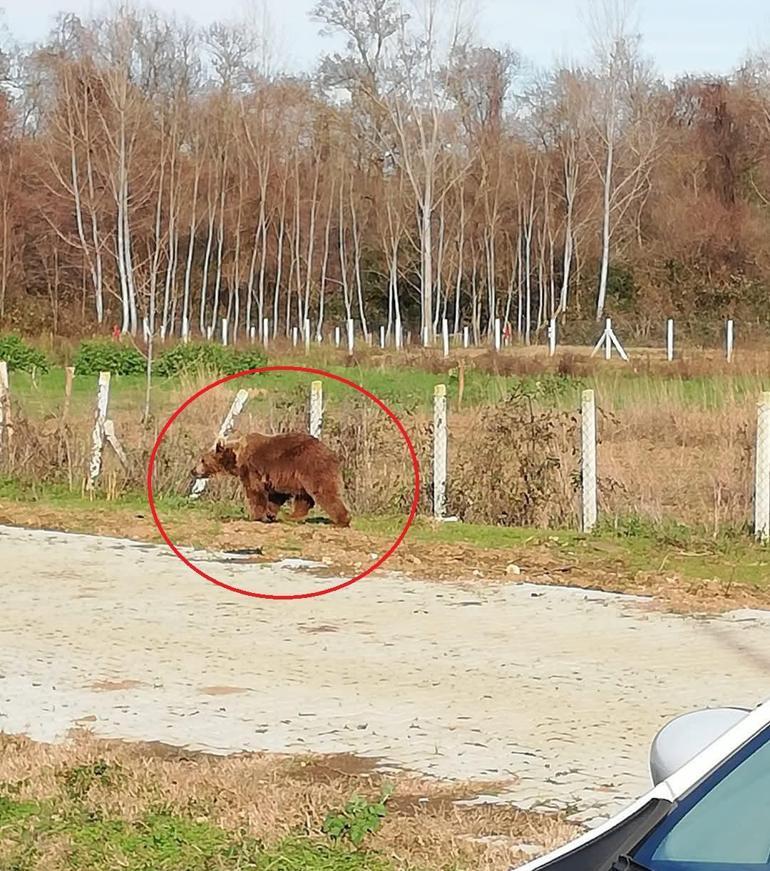 Bursada barınaktan kaçan bozayı, 8 gün sonra yakalandı