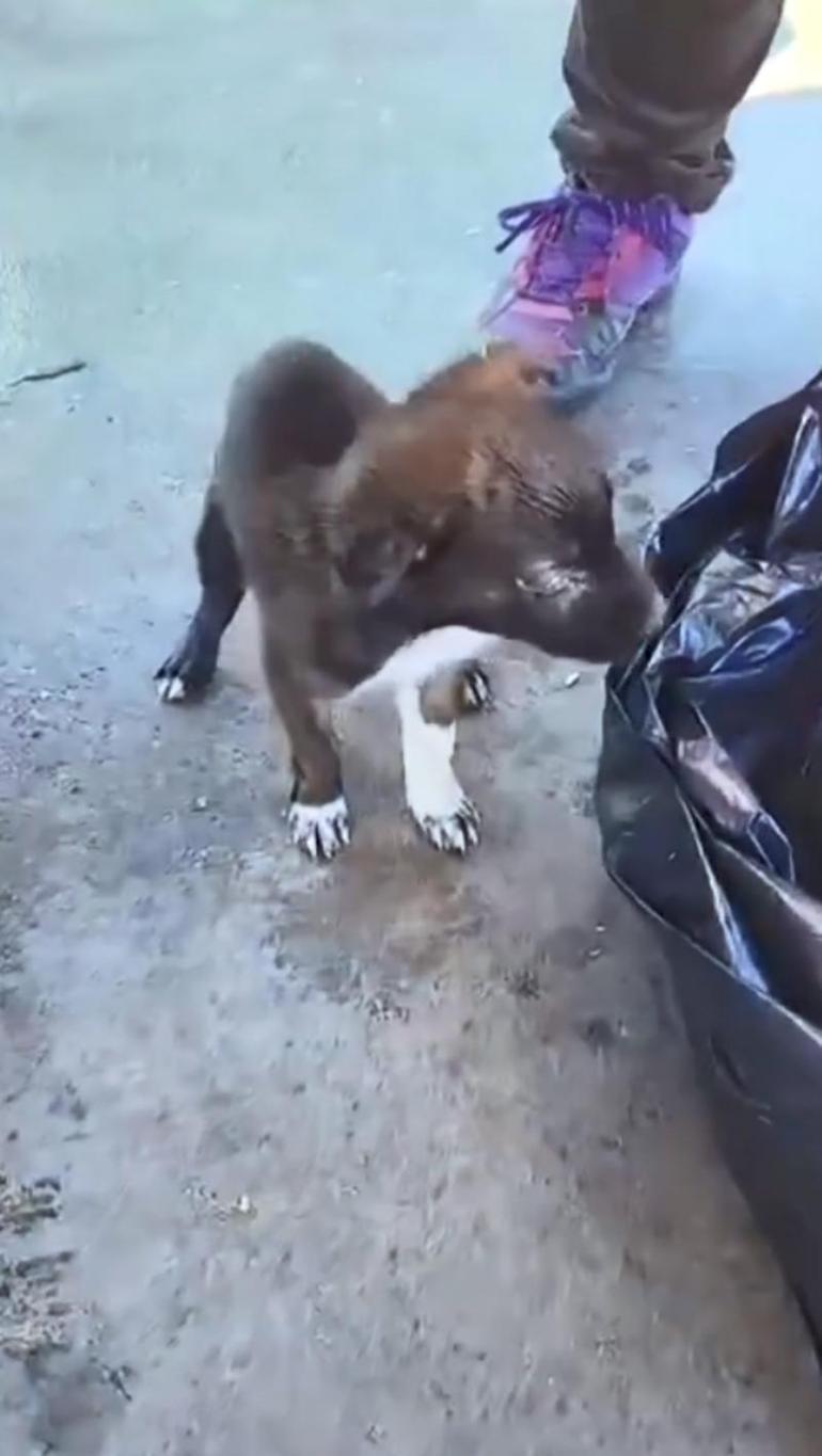 Edirnede yavru köpekler poşet içinde çöpe atıldı; 2 gözaltı