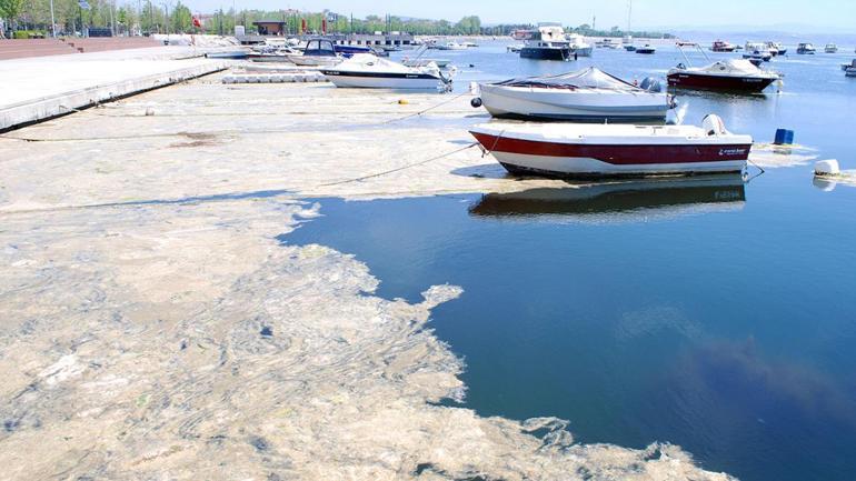 MÜSİLAJ (DENİZ SALYASI) NEDİR Müsilaj Neden Olur Marmara Denizi’nde Müsilaj Tehdidi