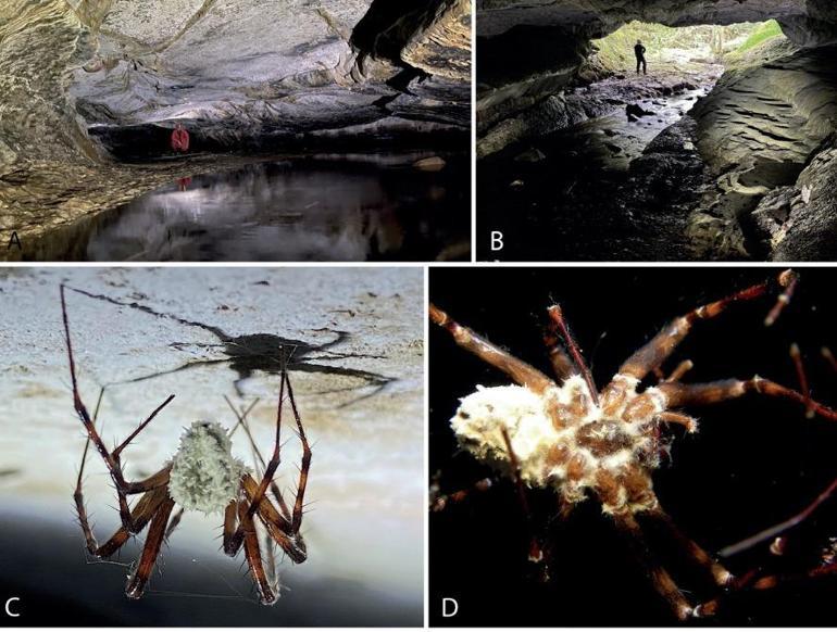 Şaşırtan yeni keşif: Örümcekleri ‘zombiye’ çeviriyor