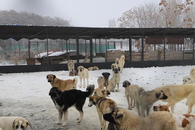 Erzincanda köpek katliamı iddiası: Görevden uzaklaştırıldılar