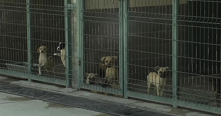 Başıboş sokak köpekleri için yeni adım