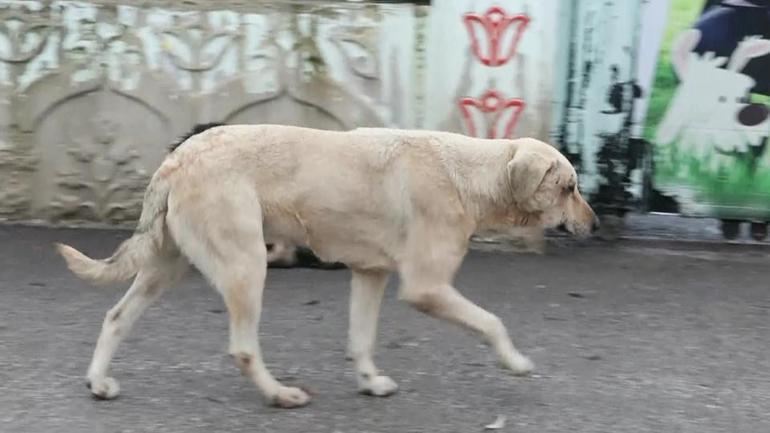 ANKARADA İL HAYVANLARI KORUMA KURULU TOPLANDI | Saldırının çok olduğu yerlerde köpekler toplanacak