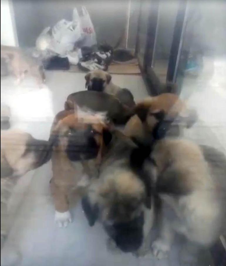 26 köpeği sahiplenip, evinde öldürdüğü iddia edildi İfadesi ortaya çıktı