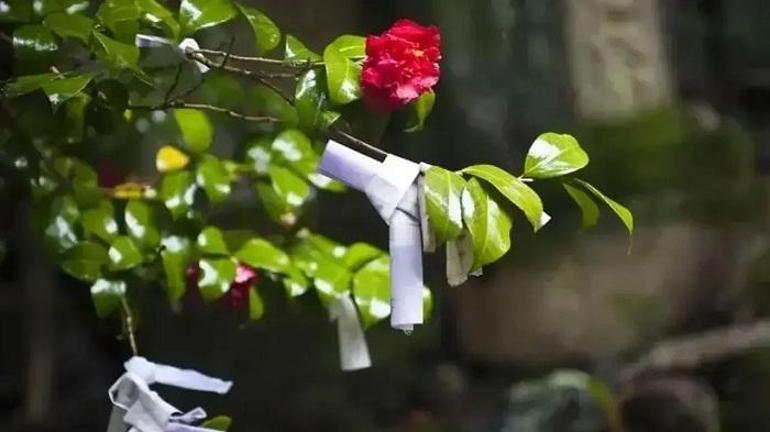 HIDIRELLEZ’DE NASIL DİLEK TUTULUR Hıdırellez Gül Ağacına Dilek Dileme Ne Zaman, Nasıl Yapılır