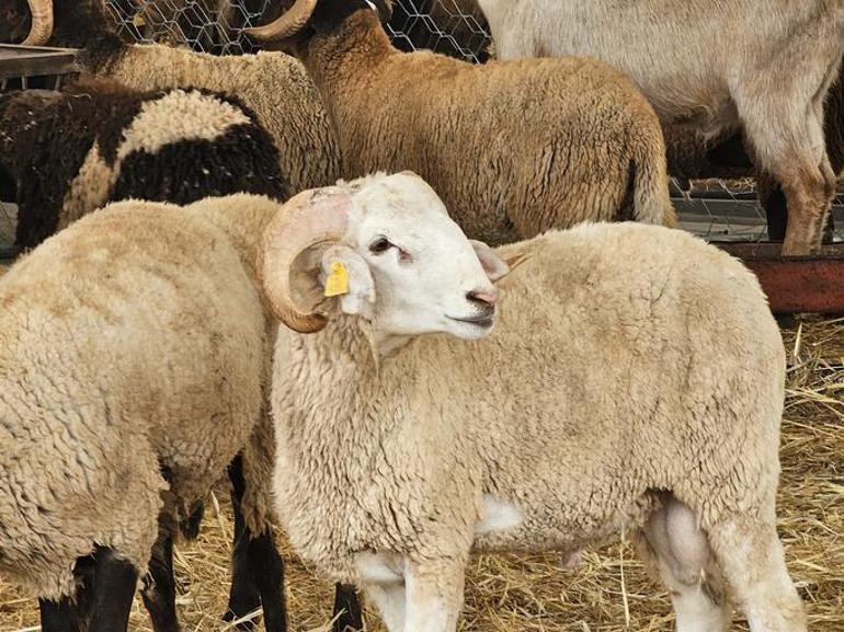 2025 Kurban Bayramı İçin Büyükbaş ve Küçükbaş Kurbanlık Fiyatları Ne Kadar