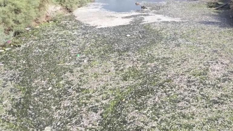Balıklar yüzeye vurdu: Necef’te oksijen alarmı
