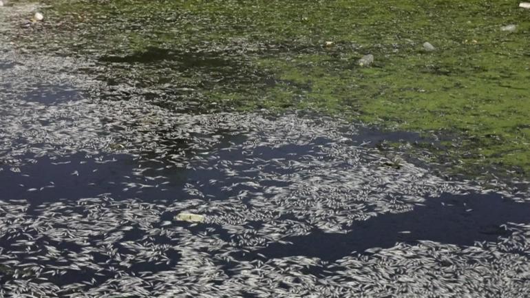 Balıklar yüzeye vurdu: Necef’te oksijen alarmı