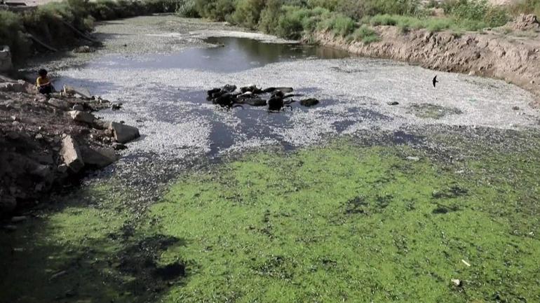 Balıklar yüzeye vurdu: Necef’te oksijen alarmı