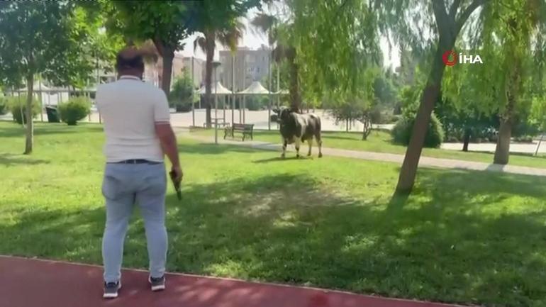 Firari kurbanlıklar sahiplerine zor anlar yaşattı: Boğa kaçtı, onlar kovaladı