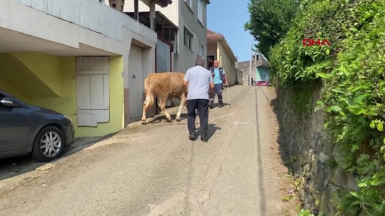 Firari kurbanlıklar sahiplerine zor anlar yaşattı: Boğa kaçtı, onlar kovaladı