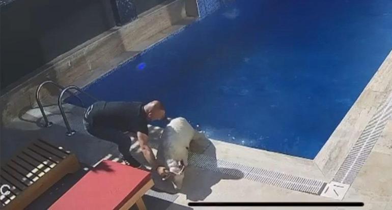 Kurban Bayramında gülümseten manzara Kaçak koç havuzda bulundu