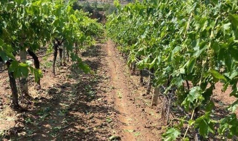 Manisa’da dolu alarmı Sarıgöl bağlarını tül örtüler kurtardı