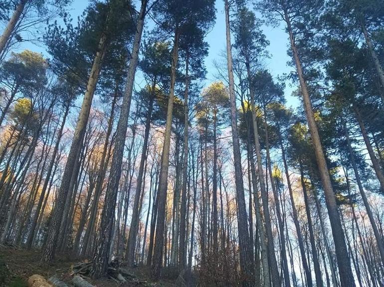 Samsun’da ormana girişler yasaklandı