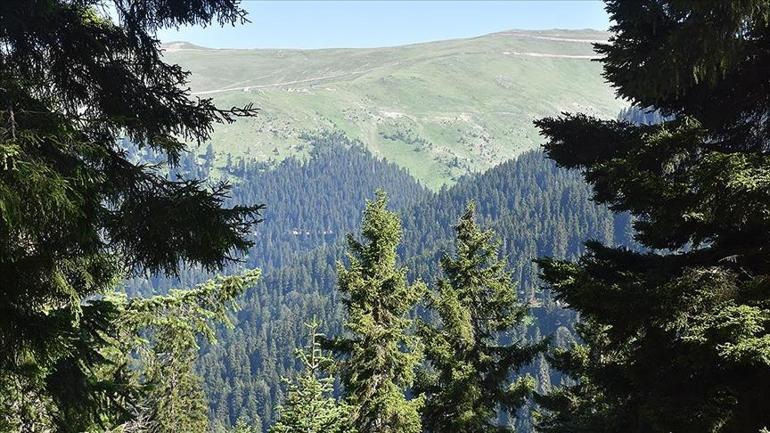 15 Temmuz -1 Ekim arasında ormanlara girişler yasaklandı