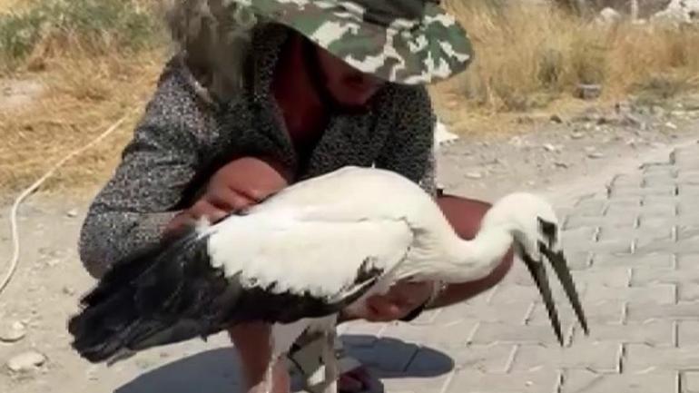 Adıyaman’da sıcaktan bayılan leyleği köylüler kurtardı