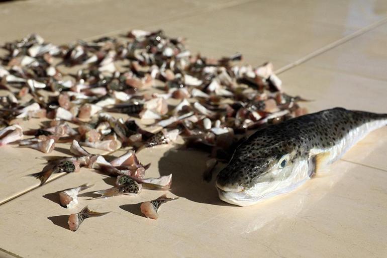 Balon balığı avcılığında destek tutarı artırıldı