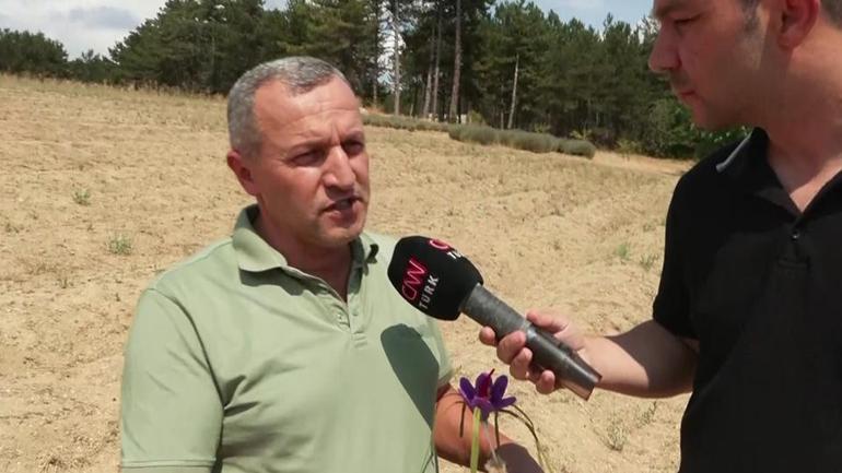 Dünyanın en pahalı baharatı: Safran