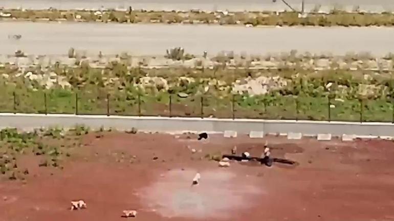 Barınakta insanlık dışı görüntüler: Köpekleri öldüresiye dövdüler, sopayla yere fırlattılar