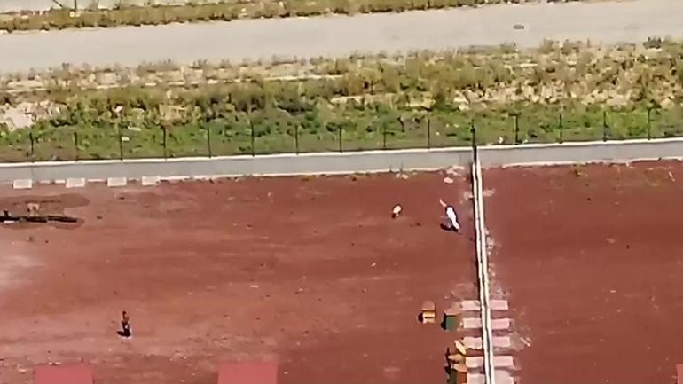 Barınakta insanlık dışı görüntüler: Köpekleri öldüresiye dövdüler, sopayla yere fırlattılar