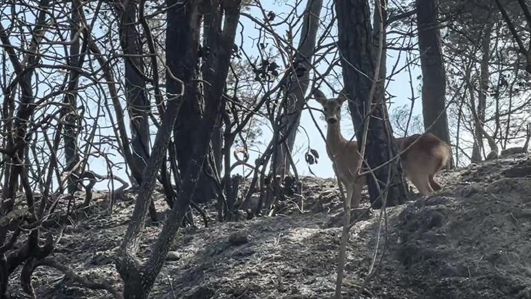 SON DAKİKA | Çanakkalede orman yangını: Geliboludaki yangın nedeniyle 5 köy tahliye edildi