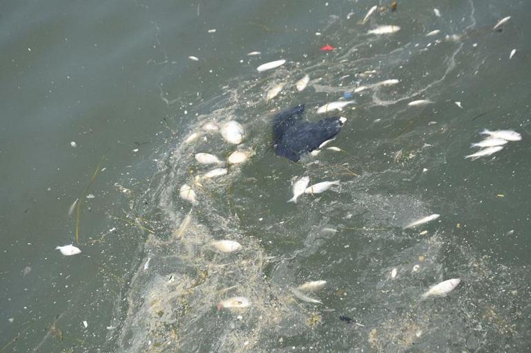 İzmir Körfezi alarm veriyor Balık ölümleri kötü koku yayıyor