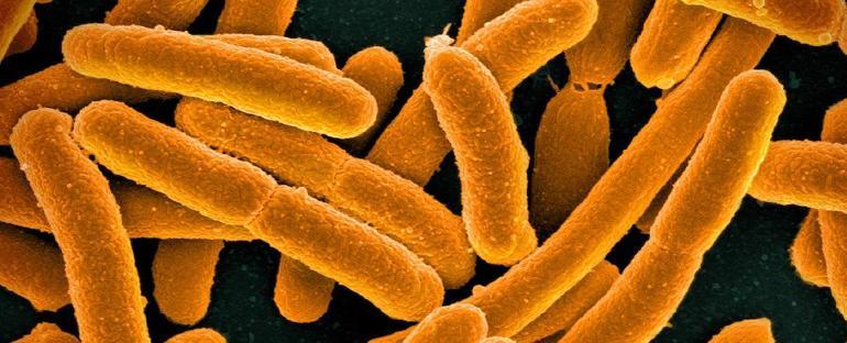 Genetik kodu virüsler tarafından okunamıyor: Bilim insanları bugüne kadarki en sentetik canlıyı oluşturdu