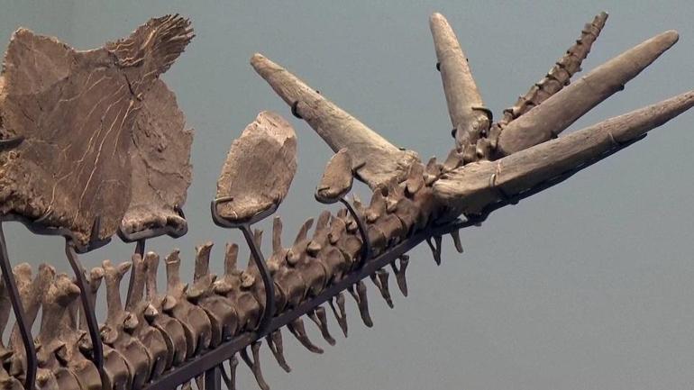 165 milyon yıllık zırh... İşte en eski dinozor
