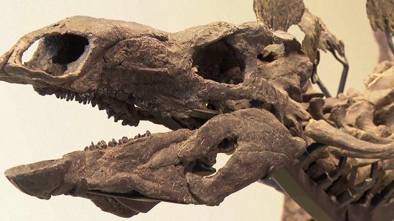 165 milyon yıllık zırh... İşte en eski dinozor